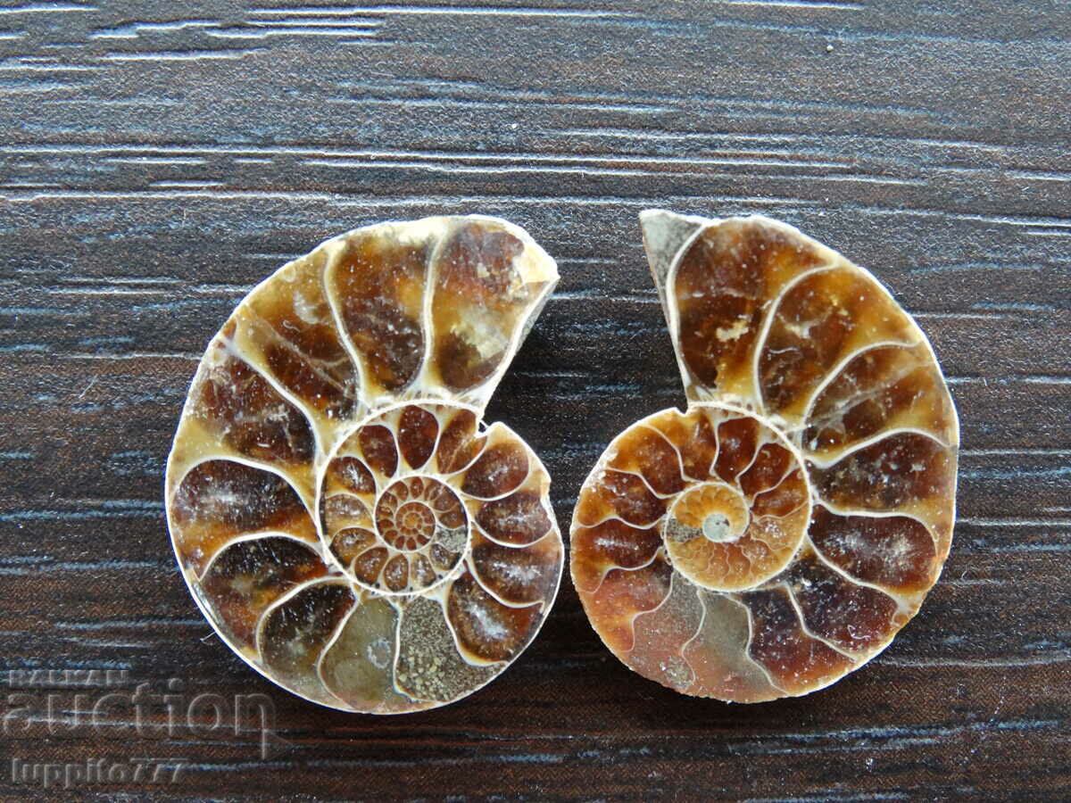 29.65 k natural ammonite Jurassic 2 pcs. a pair with price 59.00 BGN | € 30.17 29.65 k natural ammonite Jurassic 2 pcs. a pair with price 59.00 BGN | € 30.17