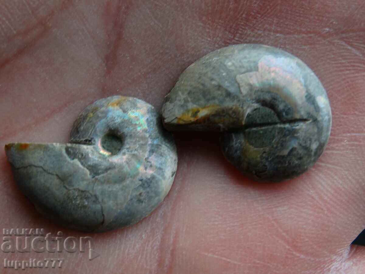 Auction 29.65 k natural ammonite Jurassic 2 pcs. a pair Auction 29.65 k natural ammonite Jurassic 2 pcs. a pair