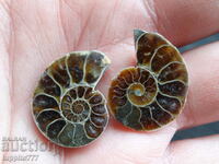 29.65 k natural ammonite Jurassic 2 pcs. a pair