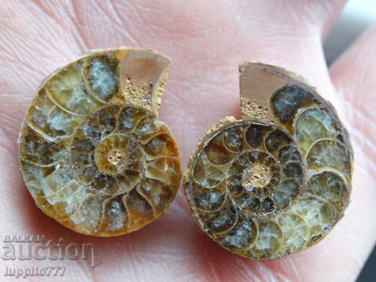 43.90 kth natural ammonite Jurassic 2 pcs. a pair with price 59.00 BGN | € 30.17 43.90 kth natural ammonite Jurassic 2 pcs. a pair with price 59.00 BGN | € 30.17