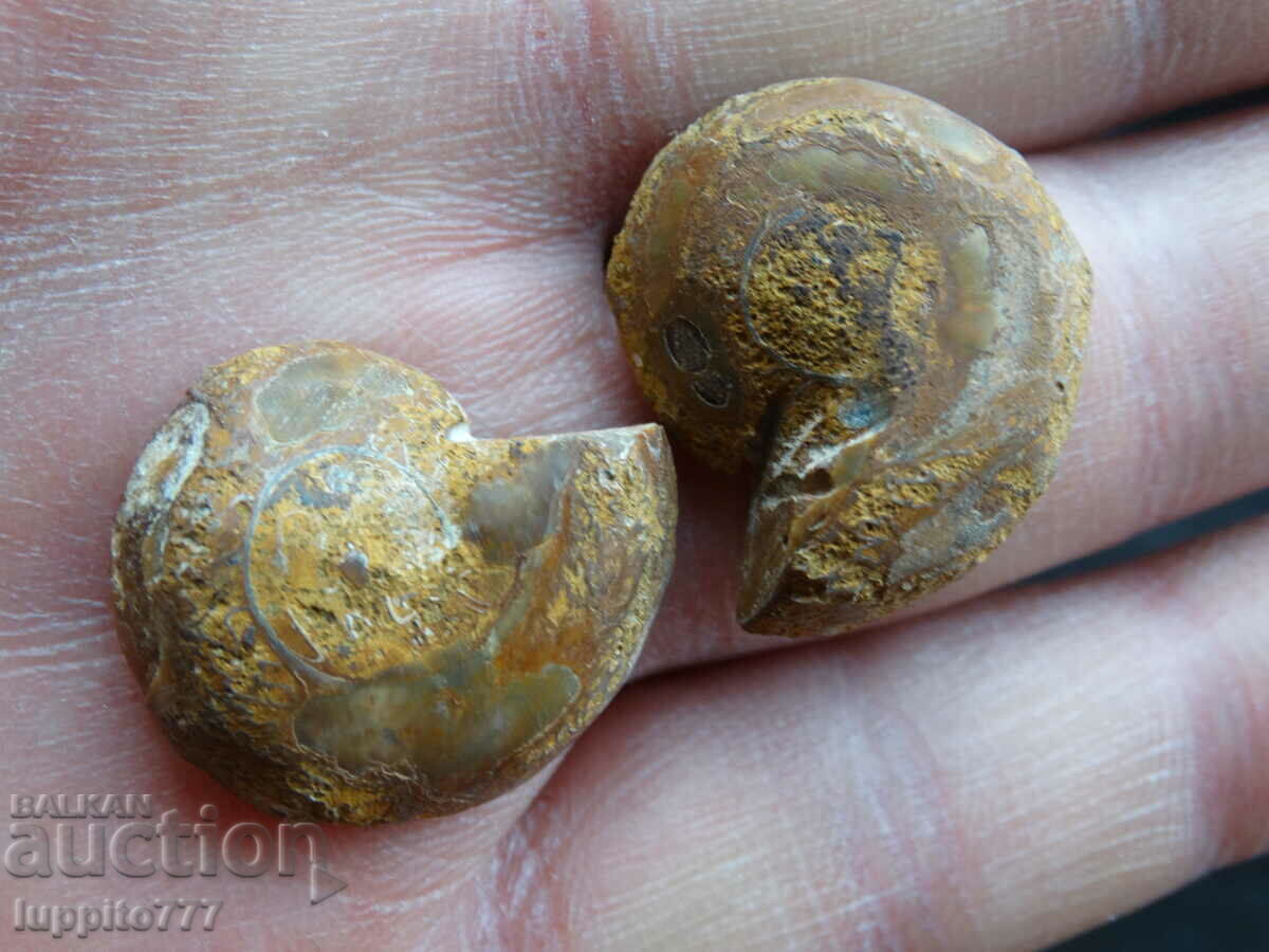 Auction 43.90 kth natural ammonite Jurassic 2 pcs. a pair Auction 43.90 kth natural ammonite Jurassic 2 pcs. a pair