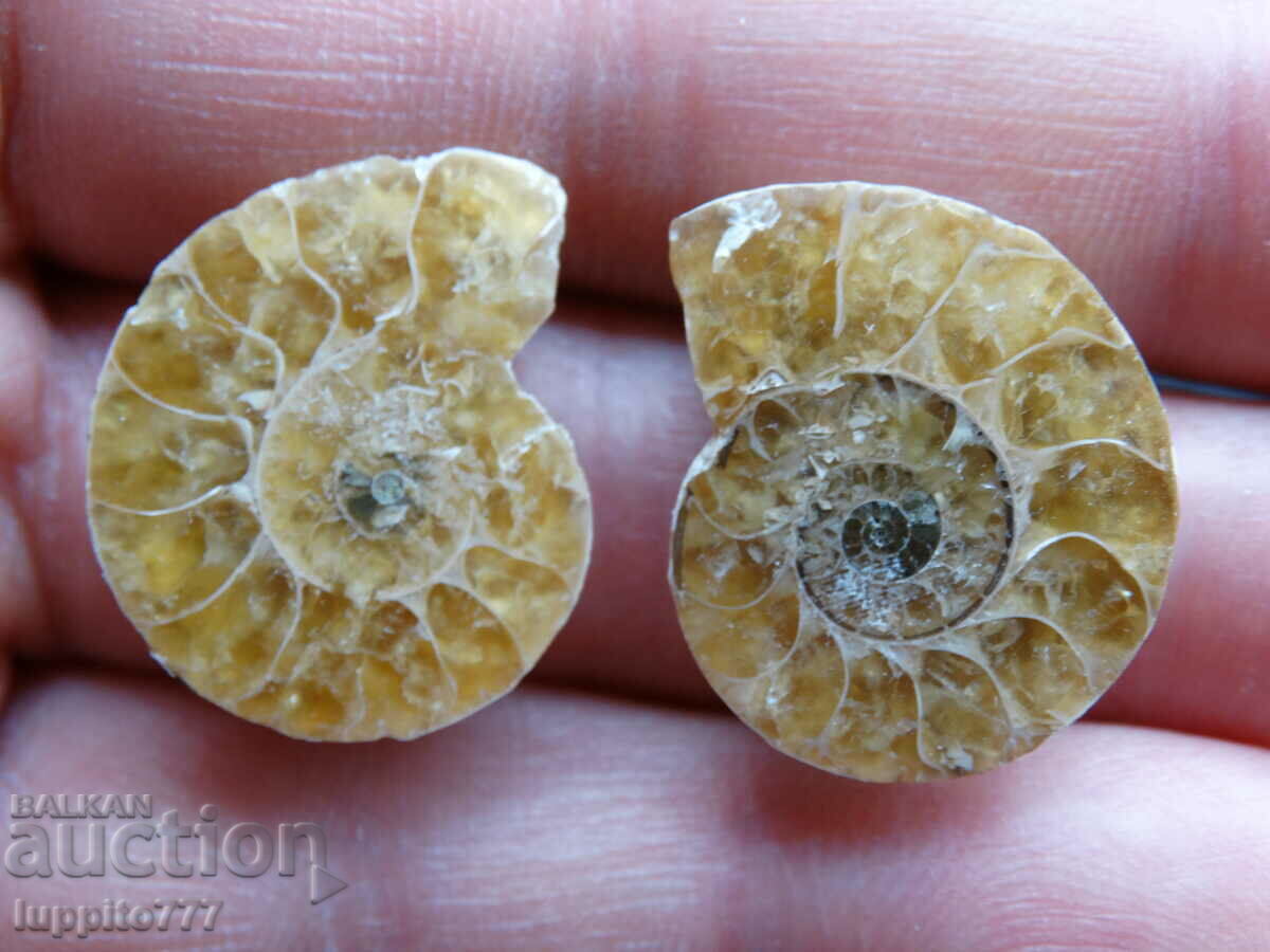 38.70 k natural ammonite Jurassic 2 pcs. a pair with price 59.00 BGN | € 30.17 38.70 k natural ammonite Jurassic 2 pcs. a pair with price 59.00 BGN | € 30.17