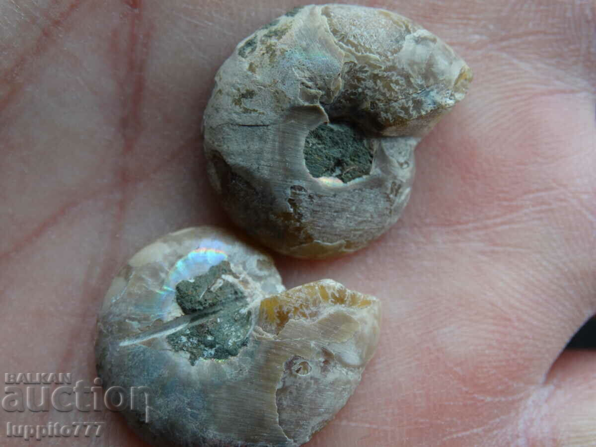 Auction 38.70 k natural ammonite Jurassic 2 pcs. a pair Auction 38.70 k natural ammonite Jurassic 2 pcs. a pair