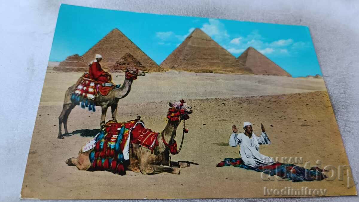 The Giza Pyramids Group postcard