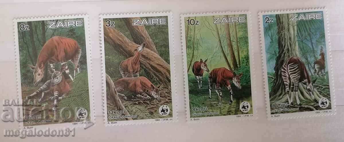 Zaire - fauna, okapi