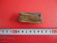 A great fossil tooth