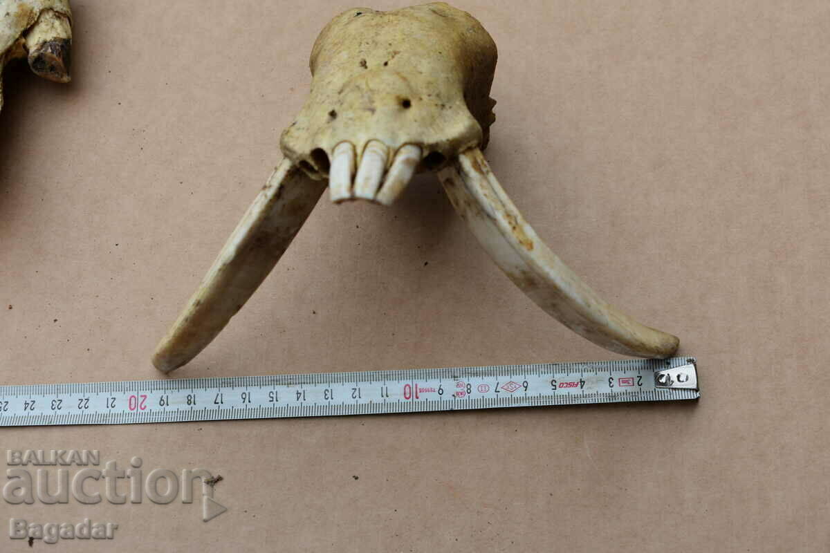 Глигански зъби ловен трофей бивни с цена 60.00 лв. | € 30.68 Глигански зъби ловен трофей бивни с цена 60.00 лв. | € 30.68
