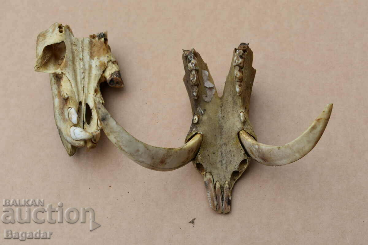 Аукцион Глигански зъби ловен трофей бивни Аукцион Глигански зъби ловен трофей бивни