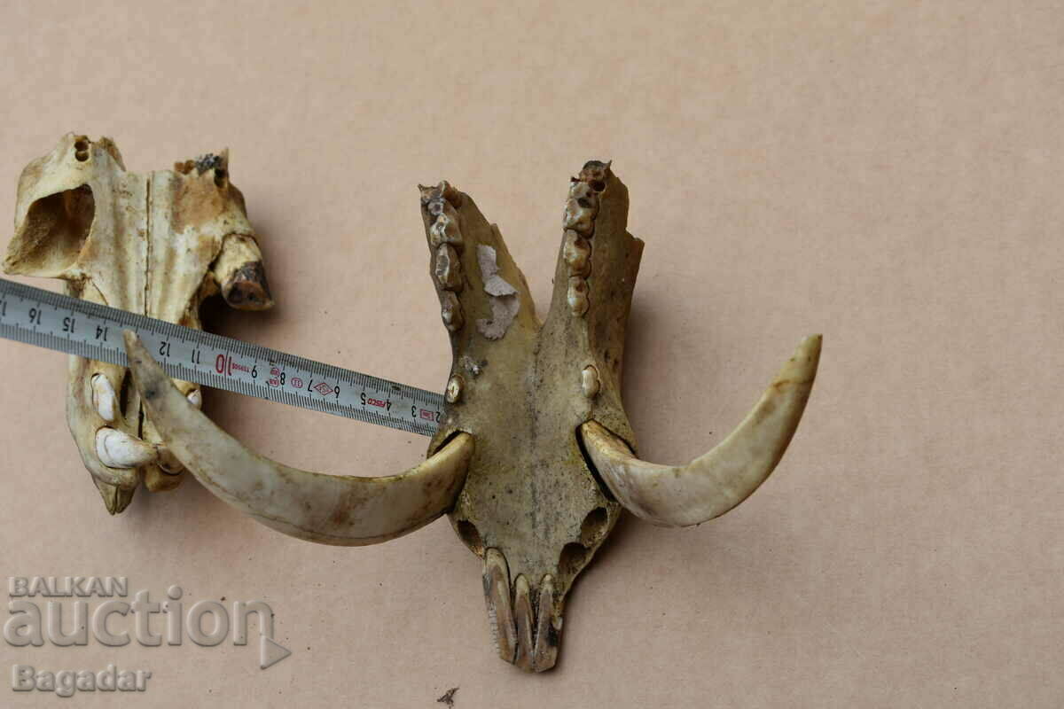 Доставка на Глигански зъби ловен трофей бивни Доставка на Глигански зъби ловен трофей бивни