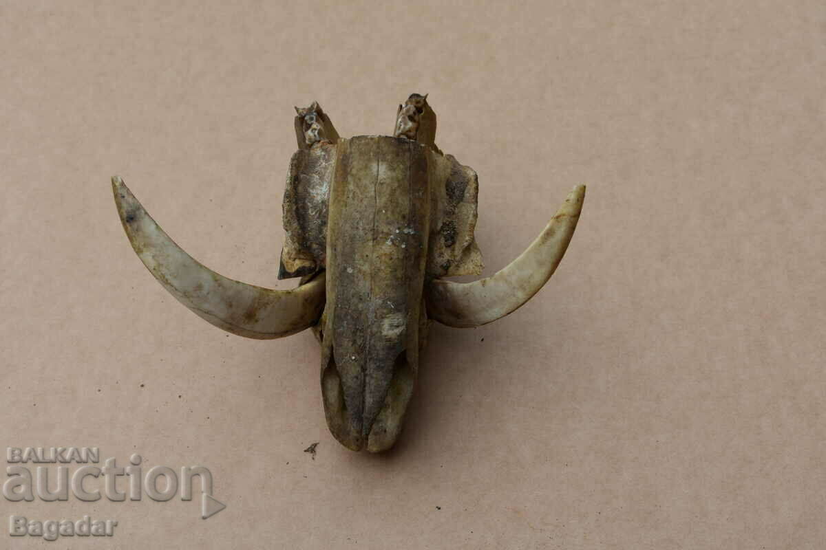Глигански зъби ловен трофей бивни - 5 Глигански зъби ловен трофей бивни - 5