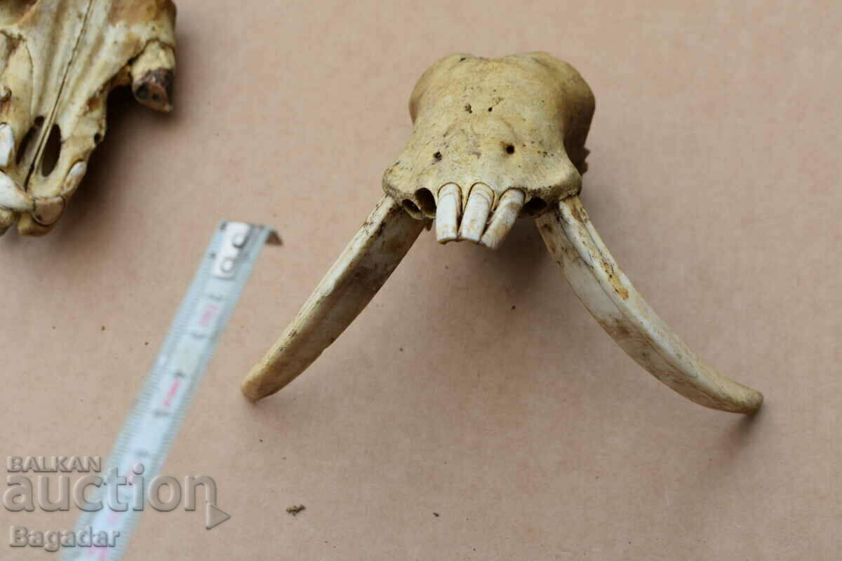 Глигански зъби ловен трофей бивни - 6 Глигански зъби ловен трофей бивни - 6
