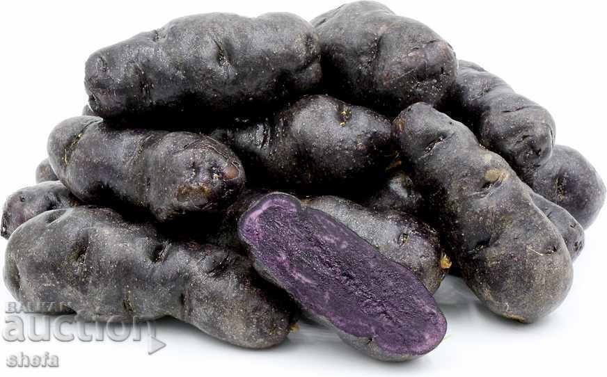 Μωβ πατάτες (Solanum tuberosum)