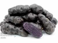 Purple potatoes (Solanum tuberosum)