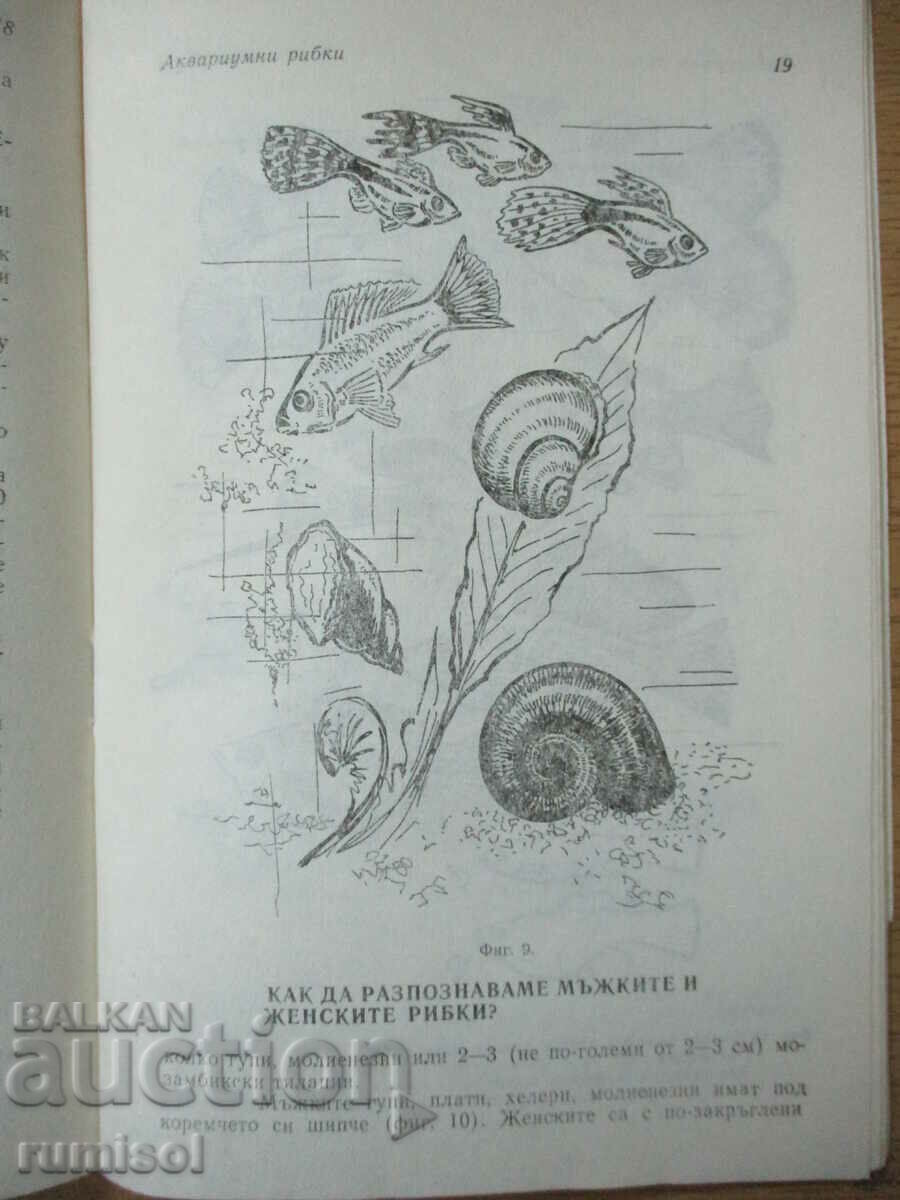 Aquarium Fish - Georgi Kondov - 6