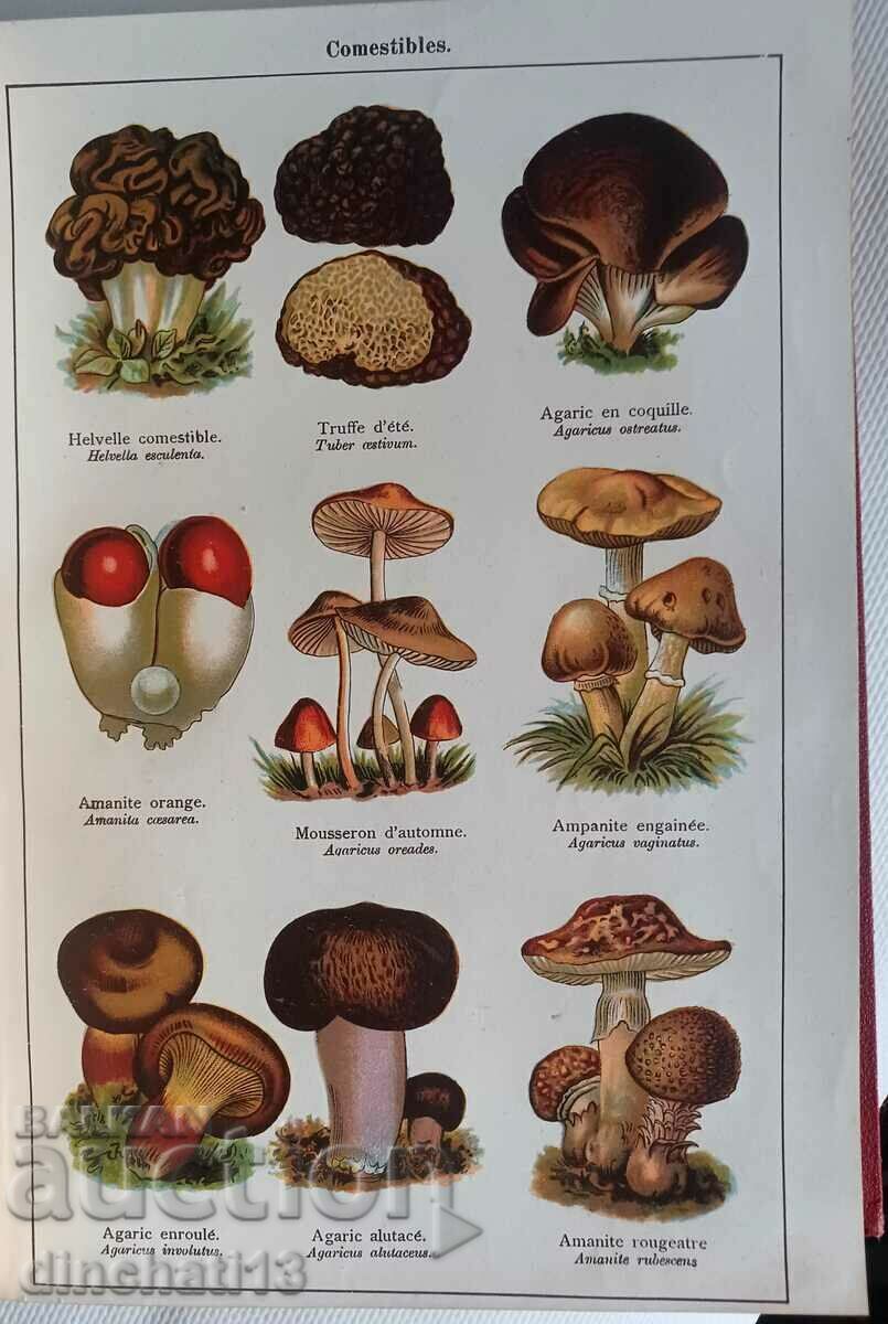 Delivery of MON DOCTEUR. Medicine and Hygiene. Plantes Médicinales. D Delivery of MON DOCTEUR. Medicine and Hygiene. Plantes Médicinales. D