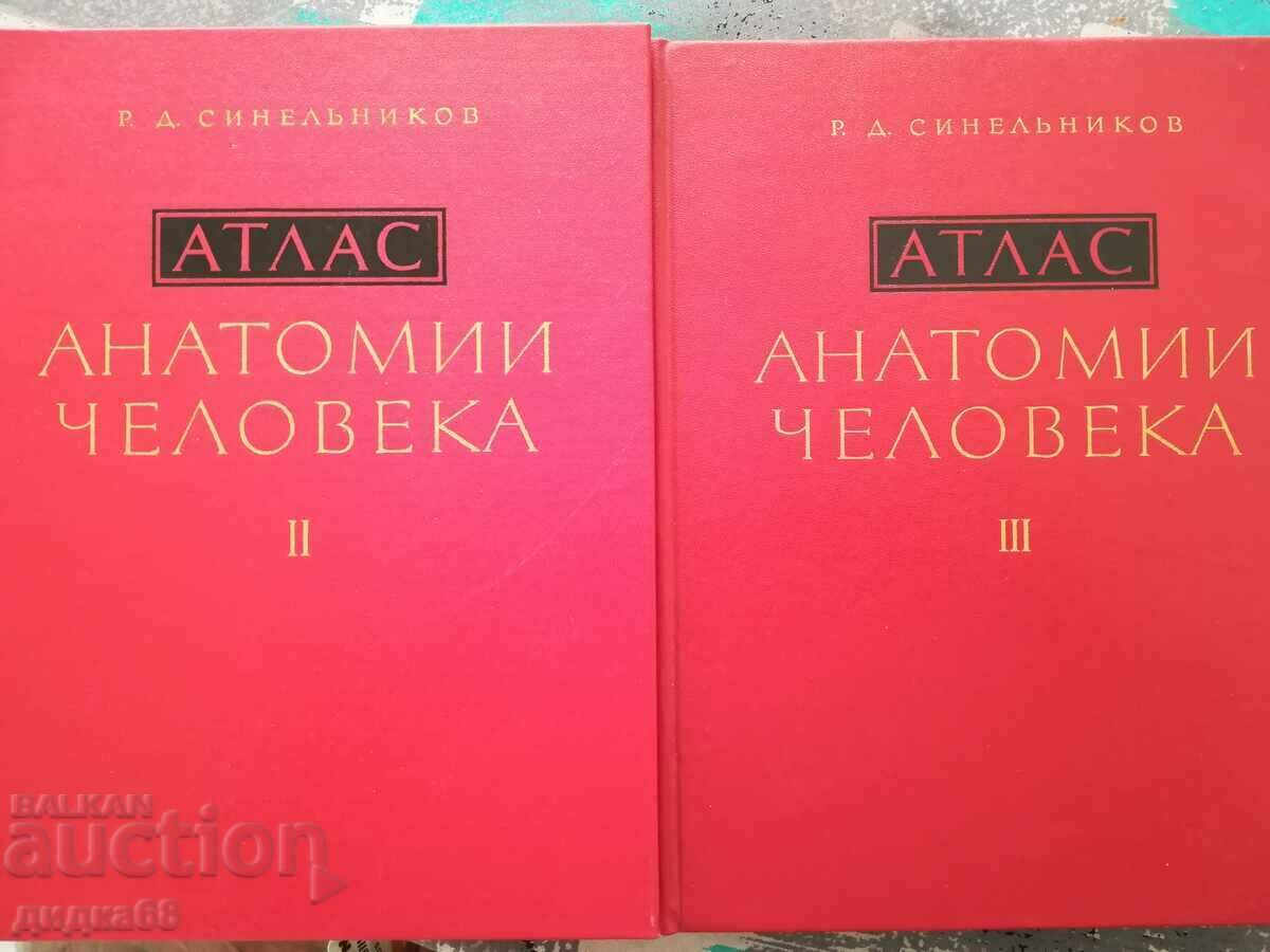 Atlas of human anatomy. Volume 2/3 - R.D. Sinelnikov
