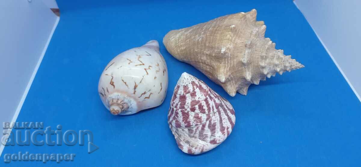 Three large rapana shells