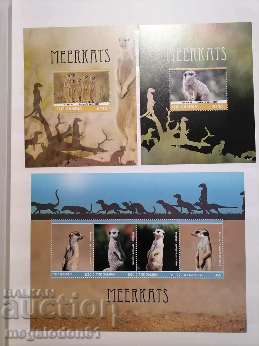 Gambia - fauna, suricata