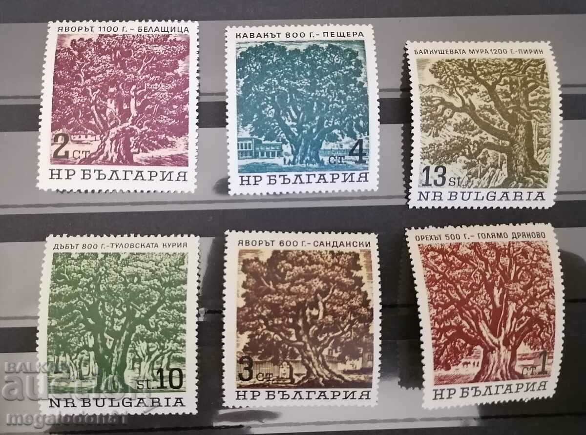 Bulgaria - centuries-old trees, 1964