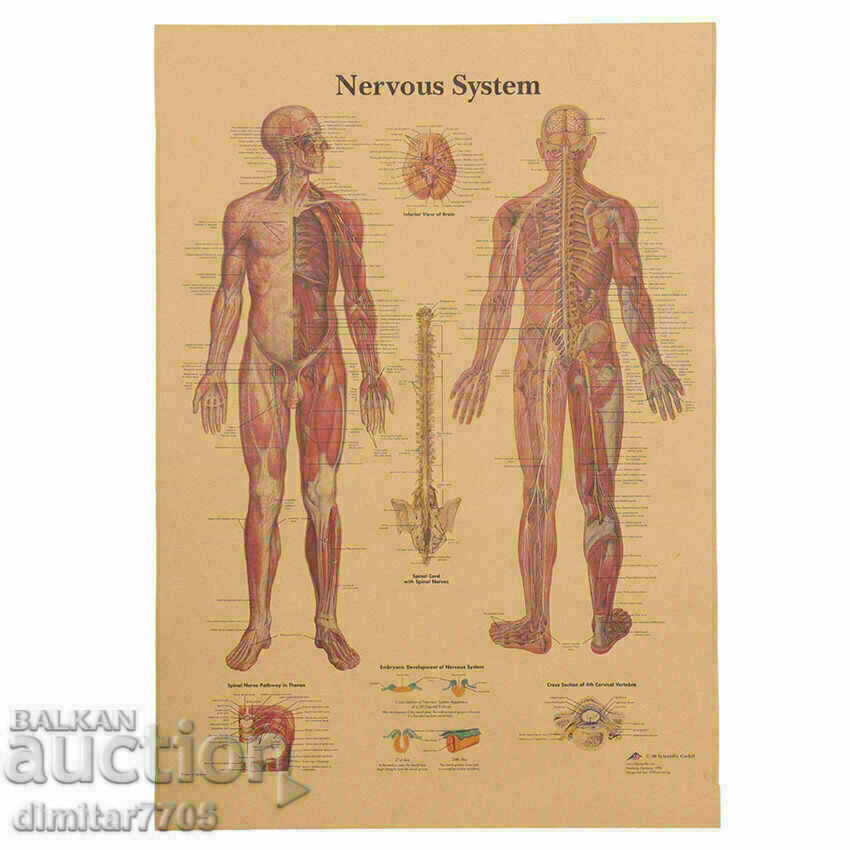 Poster poster Nervous system 50.5/35cm. with price 12.50 BGN | € 6.39 Poster poster Nervous system 50.5/35cm. with price 12.50 BGN | € 6.39