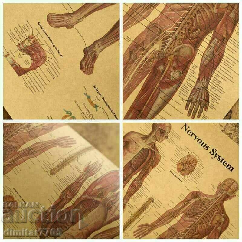 Auction Poster poster Nervous system 50.5/35cm. Auction Poster poster Nervous system 50.5/35cm.