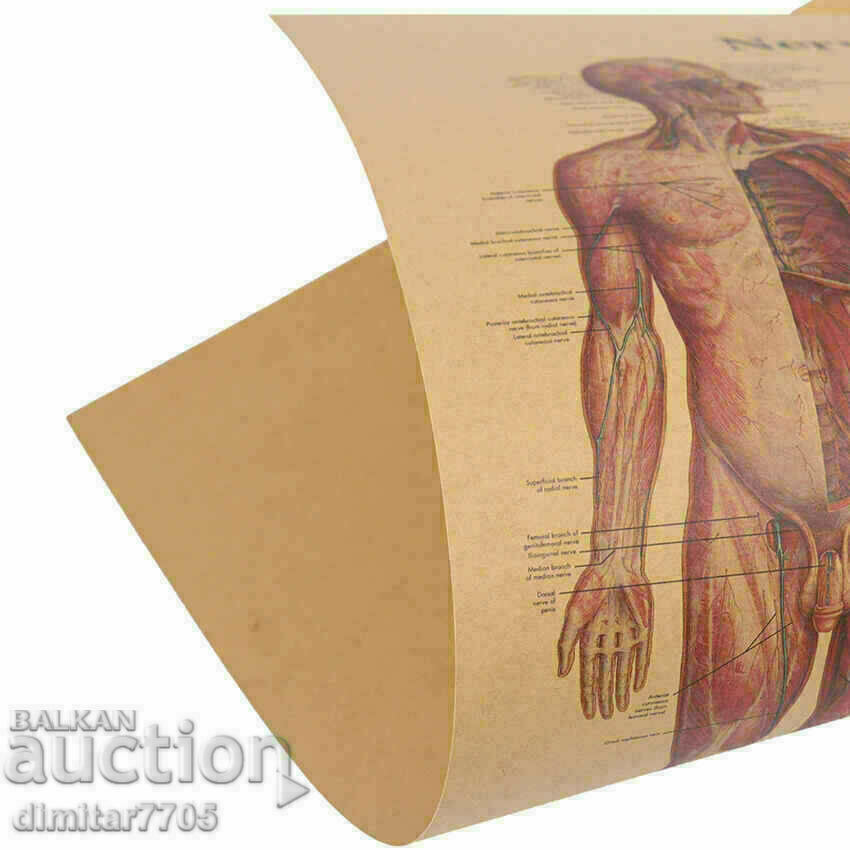 Delivery of Poster poster Nervous system 50.5/35cm. Delivery of Poster poster Nervous system 50.5/35cm.