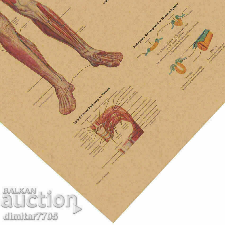 Poster poster Nervous system 50.5/35cm. - 5 Poster poster Nervous system 50.5/35cm. - 5