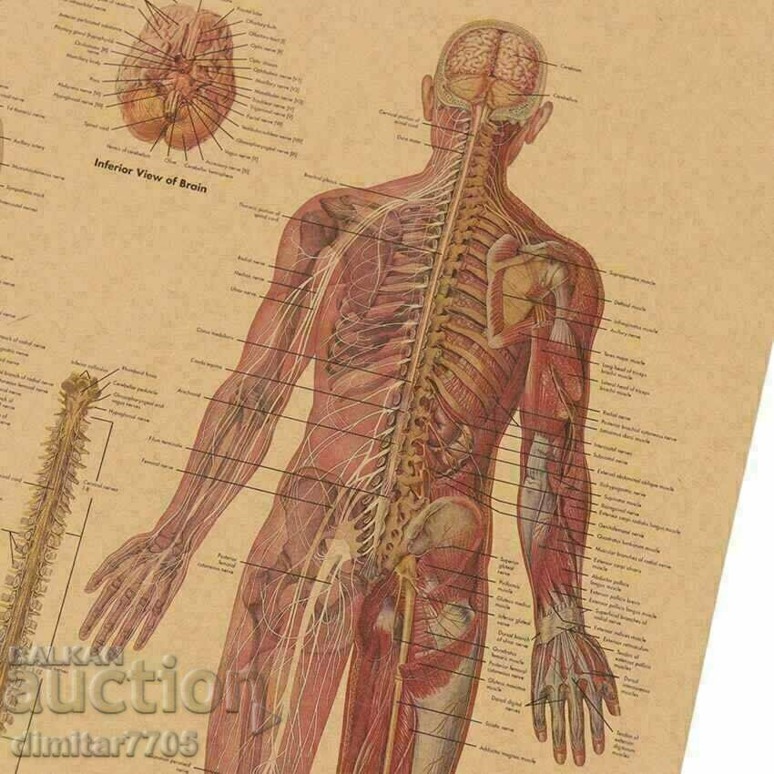 Poster poster Nervous system 50.5/35cm. - 6 Poster poster Nervous system 50.5/35cm. - 6