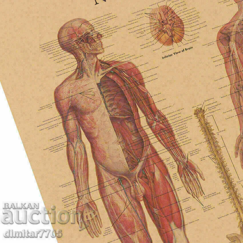 Poster poster Nervous system 50.5/35cm. - 7 Poster poster Nervous system 50.5/35cm. - 7