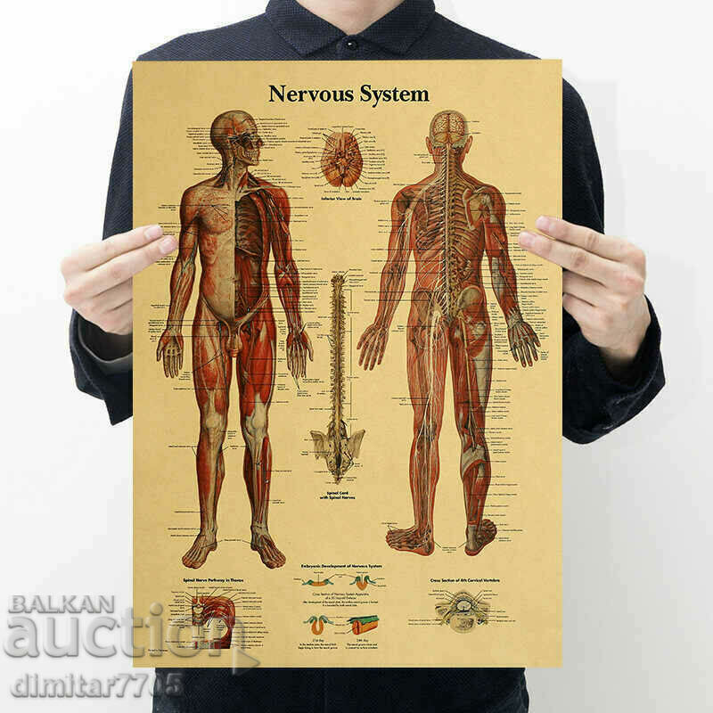 Αφίσα αφίσα Νευρικό σύστημα 50,5/35εκ.