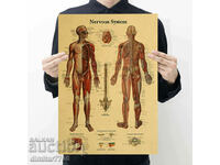 Poster poster Sistem nervos 50,5/35cm.