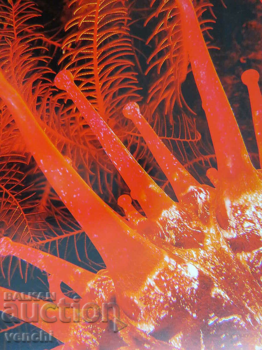 IULIAN NEDEV - COSMIC EXPLOSION with price 59.99 BGN | € 30.67 IULIAN NEDEV - COSMIC EXPLOSION with price 59.99 BGN | € 30.67