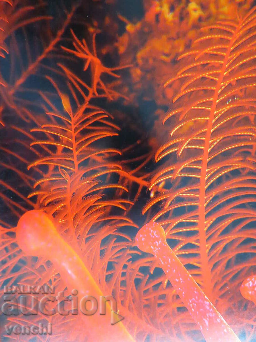 Auction IULIAN NEDEV - COSMIC EXPLOSION Auction IULIAN NEDEV - COSMIC EXPLOSION