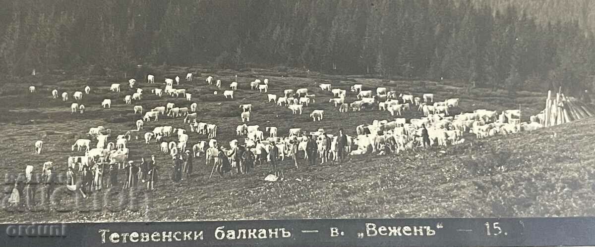 3508 Kingdom of Bulgaria Teteven peak Vezhen shepherds 20s with price 30.00 BGN | € 15.34 3508 Kingdom of Bulgaria Teteven peak Vezhen shepherds 20s with price 30.00 BGN | € 15.34