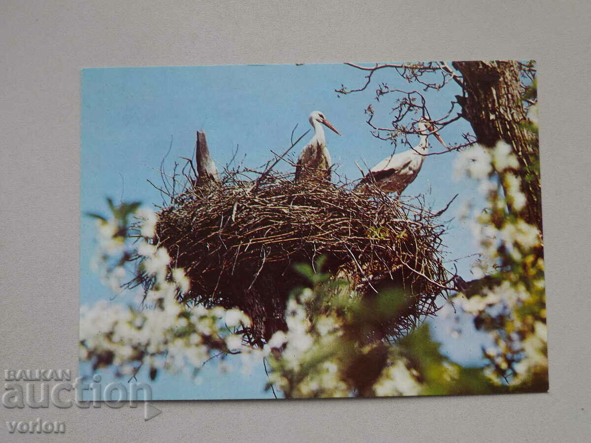 Card: storks - 1978