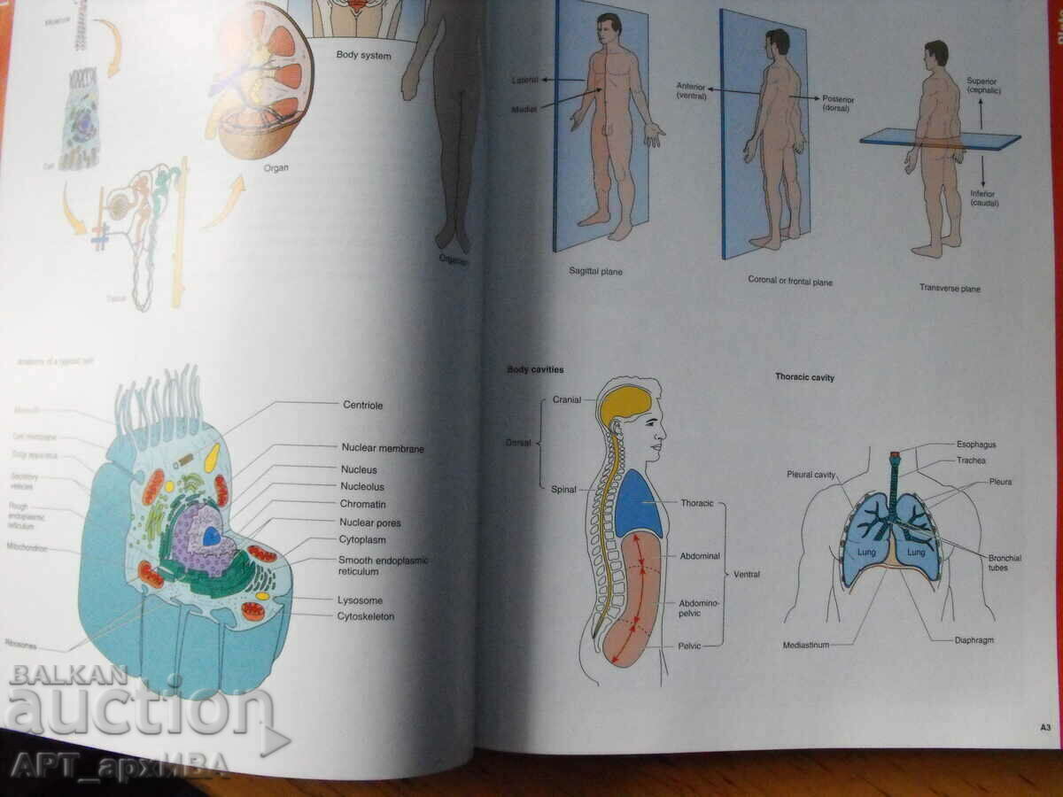Auction Medical terminology. The Language of Health Care. Auction Medical terminology. The Language of Health Care.