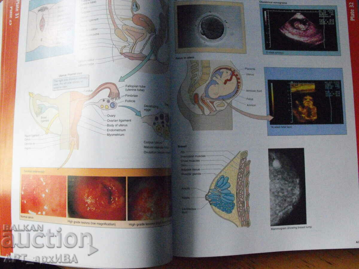 Medical terminology. The Language of Health Care. - 6 Medical terminology. The Language of Health Care. - 6
