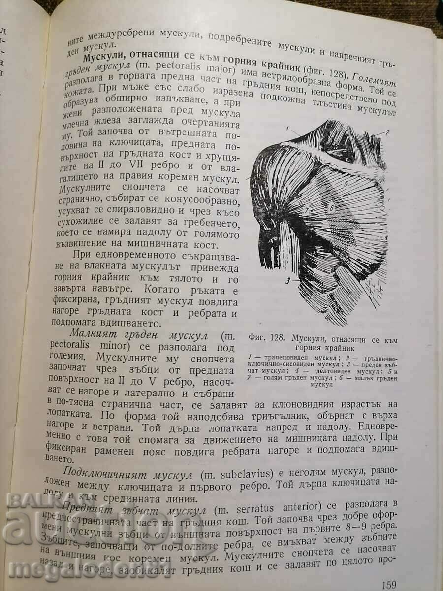 Auction Human anatomy and physiology, 1966 edition. Auction Human anatomy and physiology, 1966 edition.