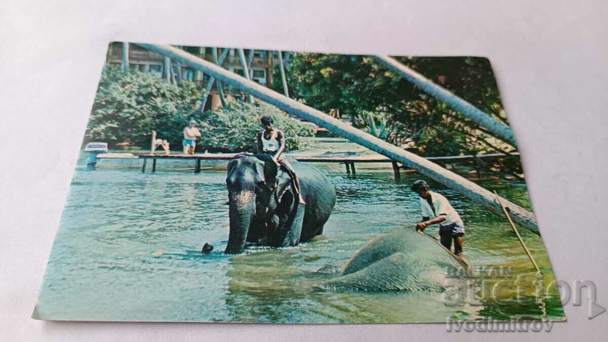 Carte poștală pentru baie cu elefant Bentota