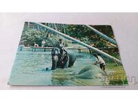 Bentota Elephant Bathing Postcard