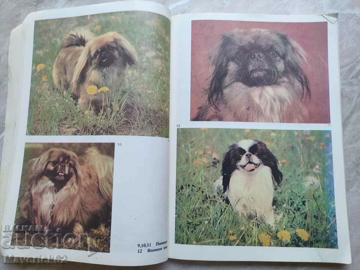 Delivery of Do you love your dog? Delivery of Do you love your dog?