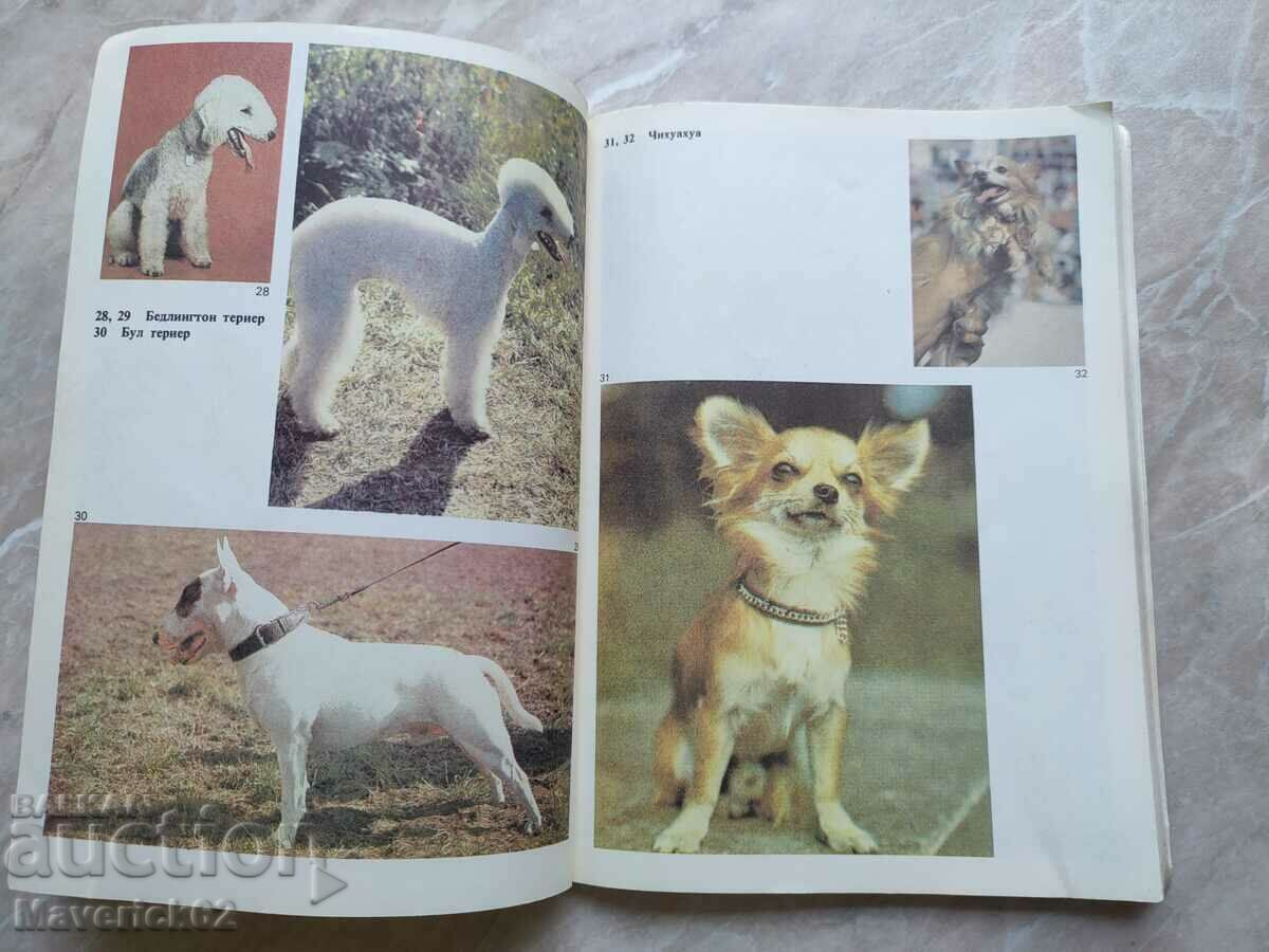 Do you love your dog? - 5 Do you love your dog? - 5