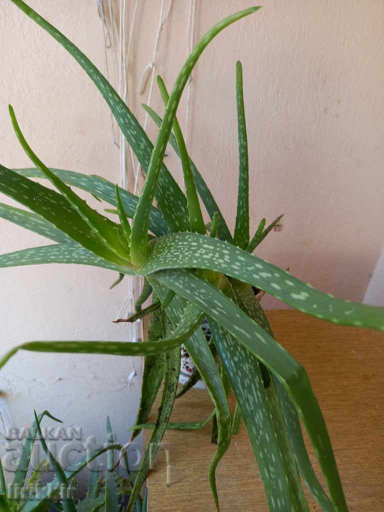 Aloe vera