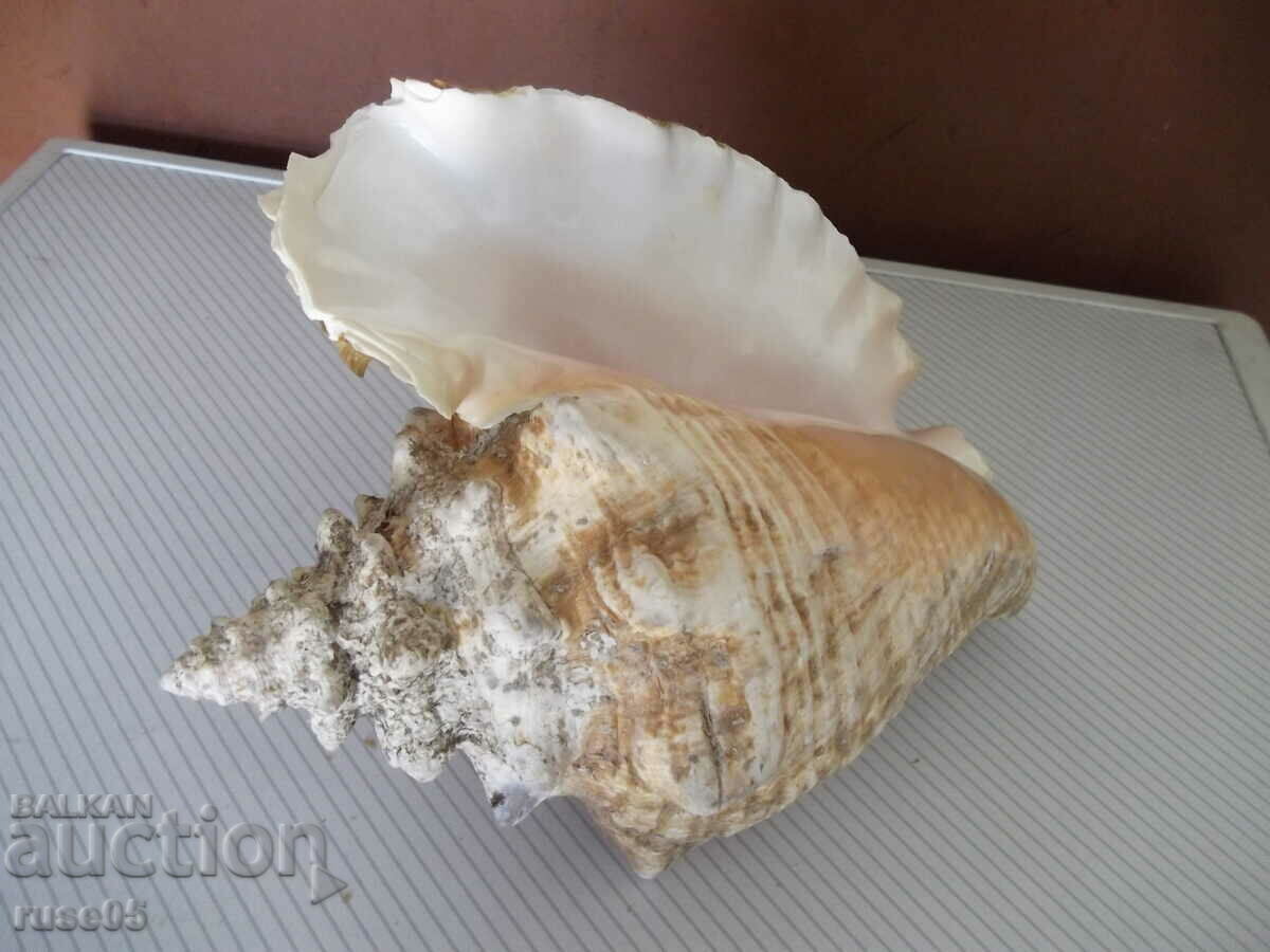 Sink - 26 with price 50.00 BGN | € 25.56 Sink - 26 with price 50.00 BGN | € 25.56