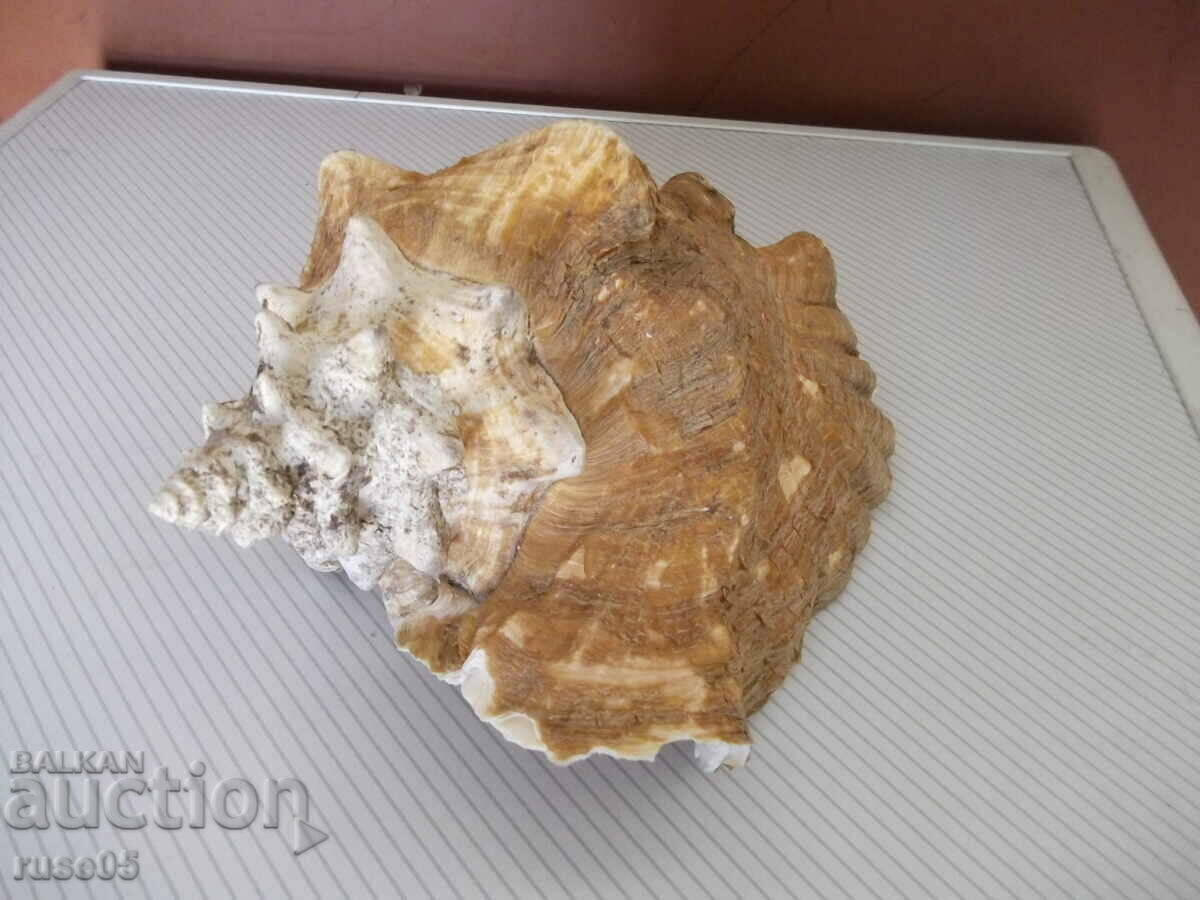 Auction Sink - 26 Auction Sink - 26