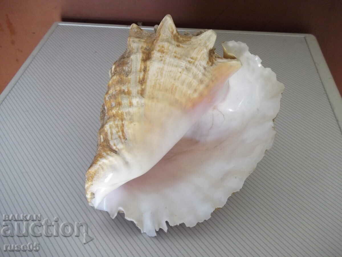 Νεροχύτης - 27 με τιμή 50.00 BGN | € 25.56 Νεροχύτης - 27 με τιμή 50.00 BGN | € 25.56