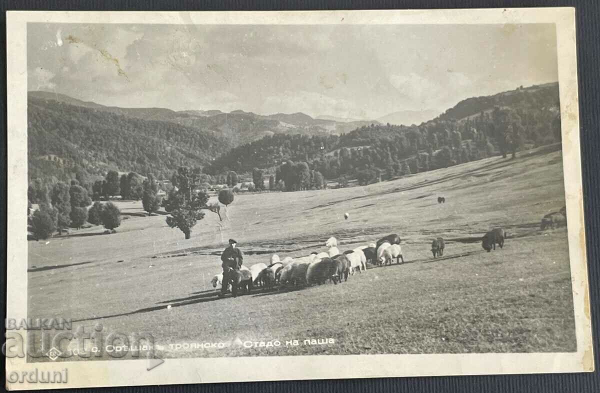 3625 Regatul Bulgariei, satul Oreshaka, ciobani troieni, 1940.
