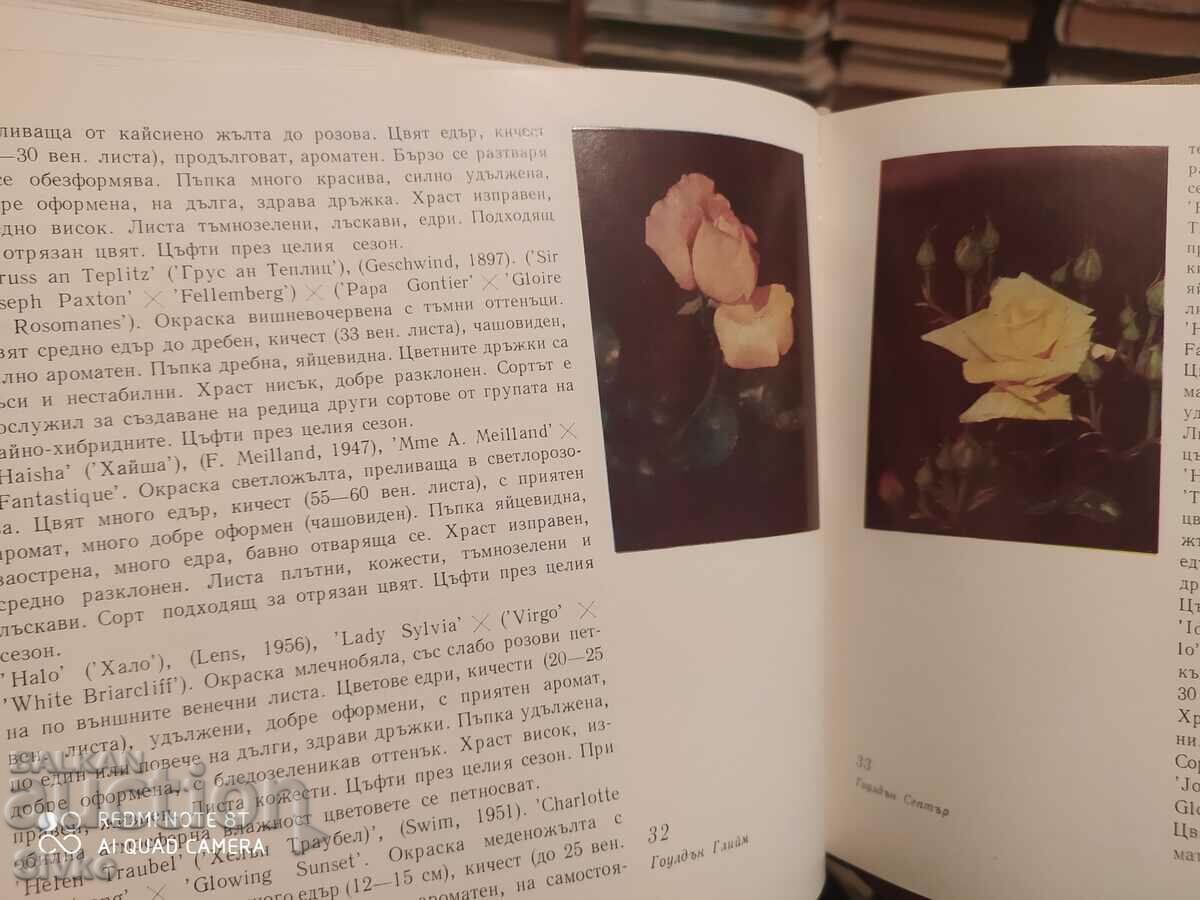 Decorative roses with price 4.99 BGN | € 2.55