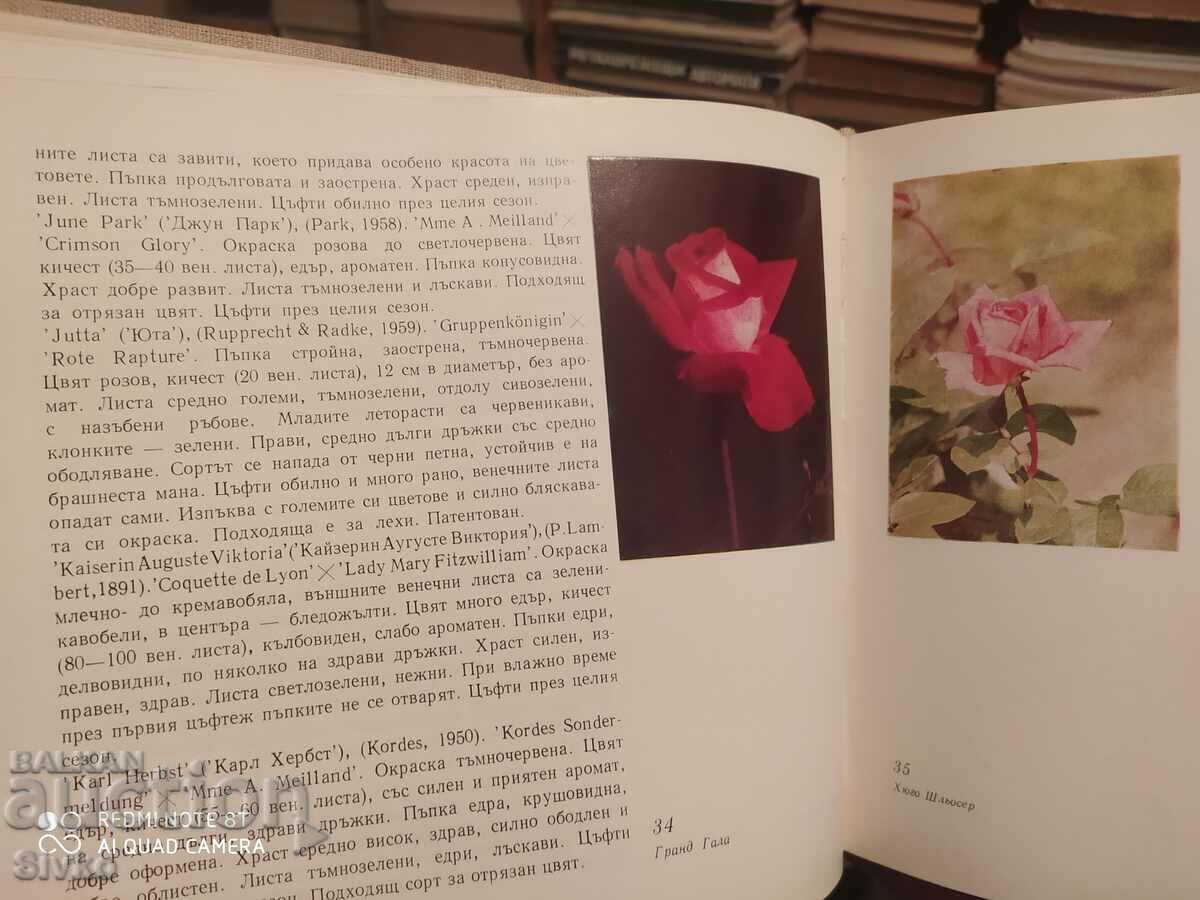 Auction  Decorative roses