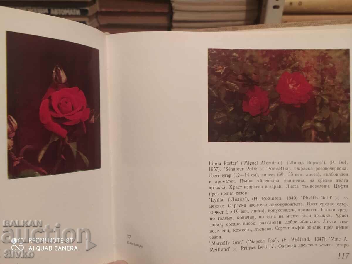 Delivery of Decorative roses